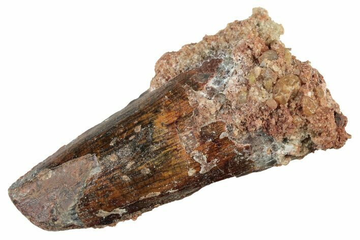 Fossil Spinosaurus Tooth - Real Dinosaur Tooth #234277